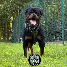 Zahir - Rottweiler