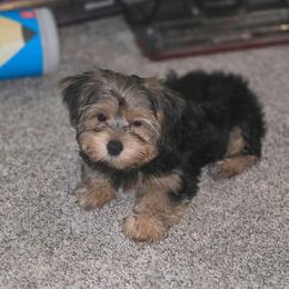 Posey - Black and tan female Yorkshire Terrier puppy in Thornville, Ohio from My precious yorkies