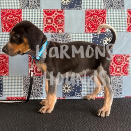 Blue - Blue ticked and tan male Bluetick Coonhound puppy in Mount Pleasant, Texas from Harmons Hounds