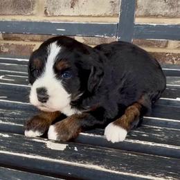 Eleven - Tri-color female Bernedoodle puppy in Cartersville, Georgia from Simply Blessed Doodles