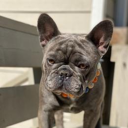Mac - French Bulldog
