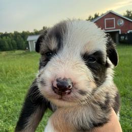 Juniper - Blue merle female Australian Shepherd puppy in Four Oaks, North Carolina from RoseWest Farms