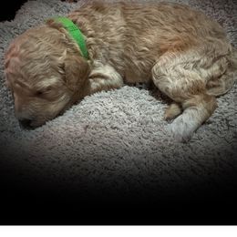 Girl 6 (Green) - Apricot female Goldendoodle puppy in Ankeny, Iowa from Iowadoodles2love