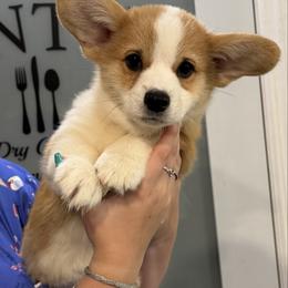 Churro - Red male Pembroke Welsh Corgi puppy in Disputanta, Virginia from Silver Myst Acres