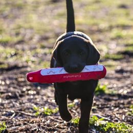 Labrador Retriever Puppies from Waterstone Labradors