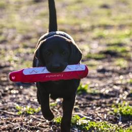 Labrador Retriever Puppies from Waterstone Labradors