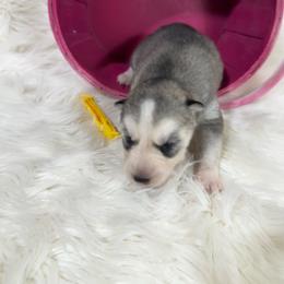 Asian - Gray and white female Siberian Husky puppy in Collins, Iowa from Homegrown Huskies