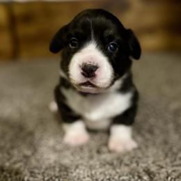 Noel - Black and white female American Corgi puppy in Temple, Texas from Silver Moon Cardigan and American Corgis