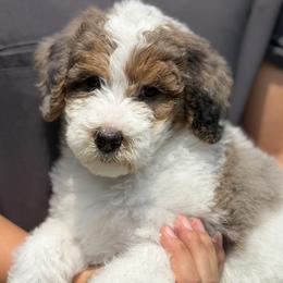 Girl 1 - female Golden Mountain Doodle puppy in Knoxville, Tennessee from RiverSong Doodles