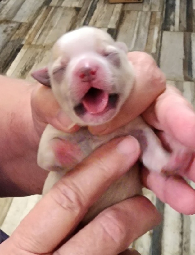 Boy 1 - Yorkshire Terrier puppy from Dyer's Beauties