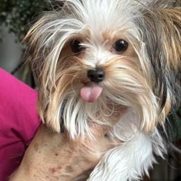 Peanuts - Parti male Yorkshire Terrier puppy in Lyle, Washington from Sport Yorkie