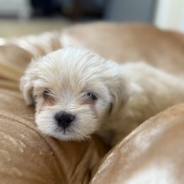 Green collar - Cream male Lhasa Apso puppy in Discovery Bay, California from Golden State Lhasa Apsos