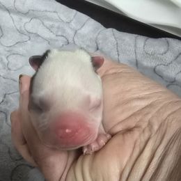 Black female (Red collar) - Black and white female Boston Terrier puppy in Des Moines, Iowa from Razmom's Boston Terriers