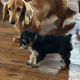 Kobe - Dachshund