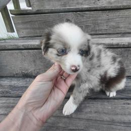 Trixie - Red merle female Australian Shepherd puppy in Alvin, Texas from Gulf Coast Aussies