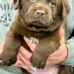 Labrador Retriever Puppies from Ashland Labradors