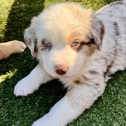 Rusty - Red merle male Australian Shepherd puppy in Ramona, California from Blue Moon Aussies