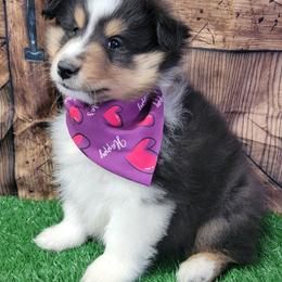 Zoe - Black white and tan male Shetland Sheepdog puppy in Conway, Missouri from Brooks's little darlings
