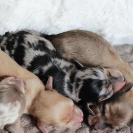 Boy 1 AKC 5000 - Dapple male Dachshund puppy in Krum, Texas from Tired Chef Dachshunds