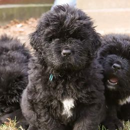 Newfoundlands from Kodiak Acres