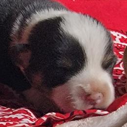 Red bandana boy - Black and tan male Pembroke Welsh Corgi puppy in Cherokee, Oklahoma from MCS Farms-OK
