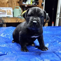Boy 2 - Black male Cane Corso puppy in Haslet, Texas from Trained To Go Corso Kennels (T.T.G. Corso Kennels)