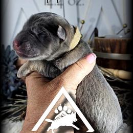 Lumen - Blue male German Shepherd puppy in Sequim, Washington from German Shepherd Haus