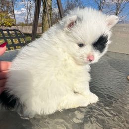 Kovu - Black parti male Pomeranian puppy in Waterloo, Indiana from Garcias Pomeranian