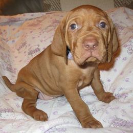 Vizsla Puppies from Wasatch Mountain Vizslas