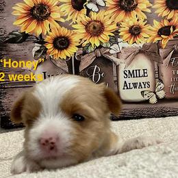 Honey - Parti female Yorkshire Terrier puppy in Forest, Virginia from Majestic Touch Kennels and Pet Services