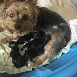 Yorkshire Terrier Puppies from Chris Sale's Yorkshire Terriers