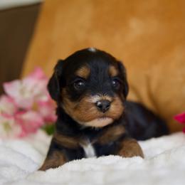 Sesame - Black and tan male Cavapoo puppy in Queen Creek, Arizona from Dulcito Doodles