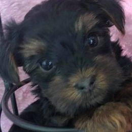 Great Danes and Yorkshire Terriers from Graham’s Danes