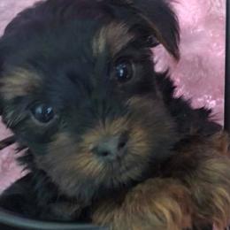 Great Danes and Yorkshire Terriers from Graham’s Danes