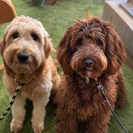 Goldendoodle puppies from Cold Creek Doodles