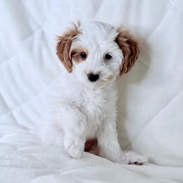 Lulu (READ FIRST) Our Warrior and Diamond in the Rough - Parti female Goldendoodle puppy in Portland, Oregon from Smith Family Doodles