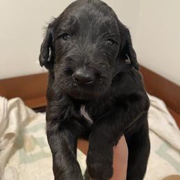 Goldendoodle Puppies from Daphne Doodles
