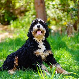 Bernie - Bernedoodle
