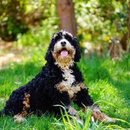 Bernie - Bernedoodle