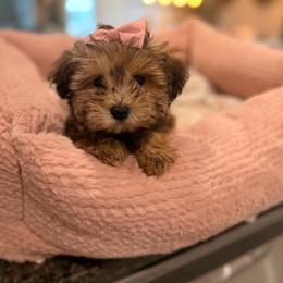 Leah - Salt and pepper female Miniature Schnauzer puppy in Orange City, Florida from Xaysha’s Miniature Schnauzers