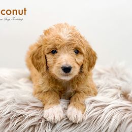 Coconut - Red  Goldendoodle puppy in Lancaster, Minnesota from North Star Dog Training