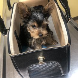 Yorkshire Terrier Puppies from YorkiStars