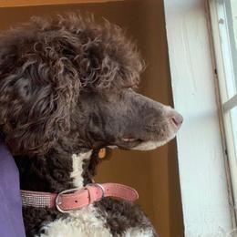 Poodles from Pet-Pals