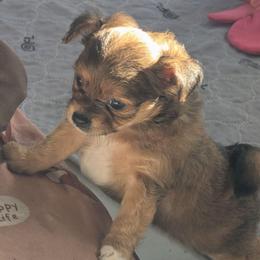 Hunter - Chocolate sabled fawn male Chihuahua puppy in Waycross, Georgia from OakView Farm Chihuahuas FB