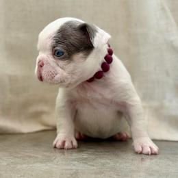 Maroon - Tricolors female French Bulldog puppy in Wagoner, Oklahoma from Frenchie Frys