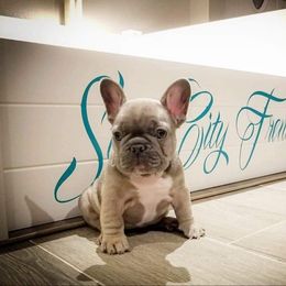 French Bulldog Puppies from Star City Frenchies