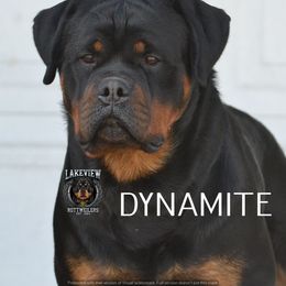 Dynamite - Rottweiler