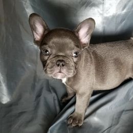 French Bulldogs from Island-Edge Kennels