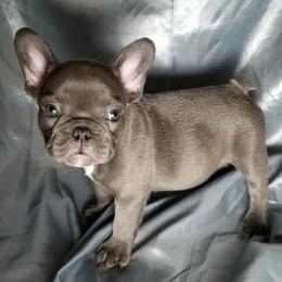 French Bulldogs from Island-Edge Kennels