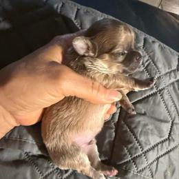 Blue fawn male 4,800 - Blue fawn male Chihuahua puppy in Summerfield, Florida from Uey’s Chihuahuas